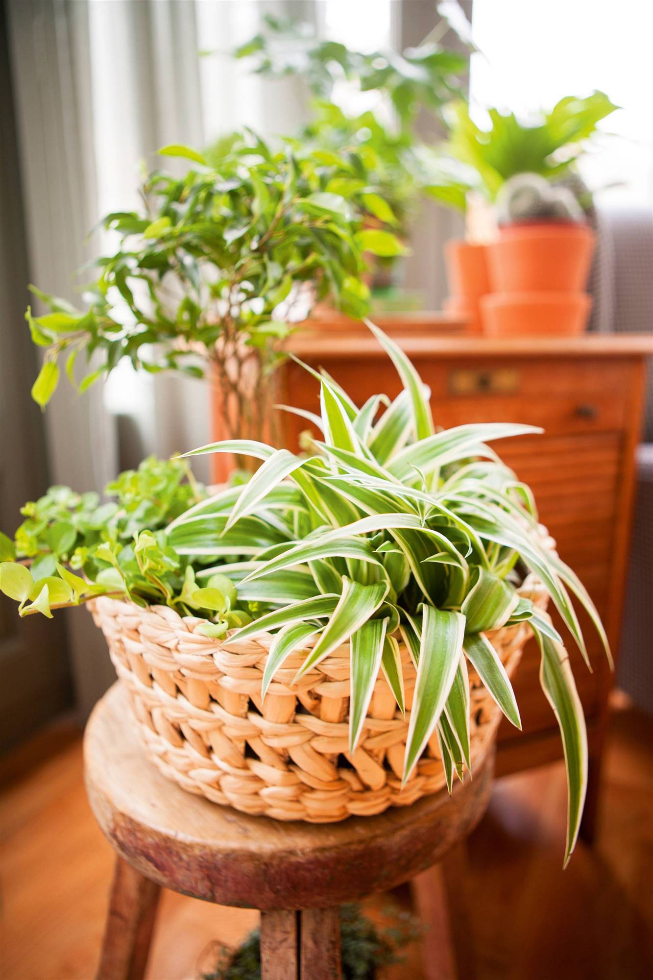 plant kids
